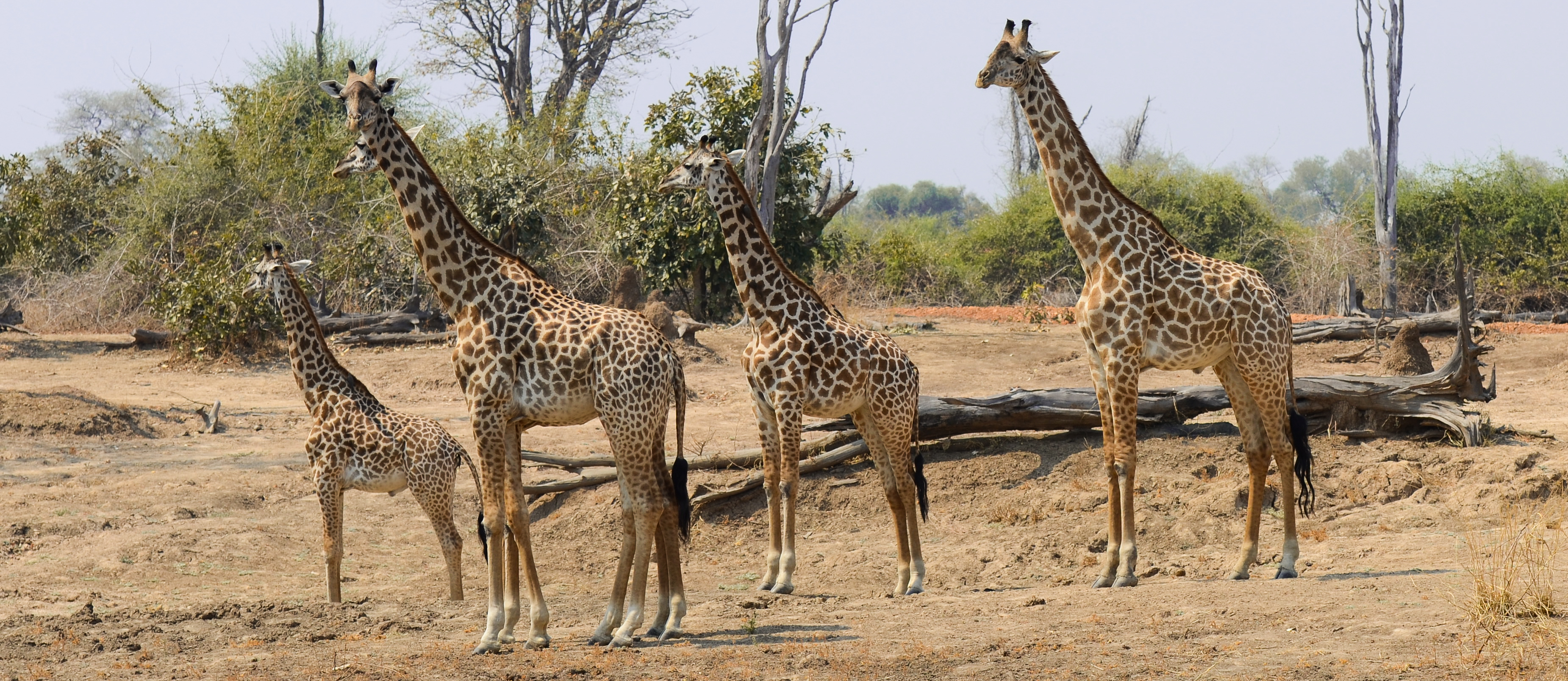 Giraffe in South Luangwa National Park
