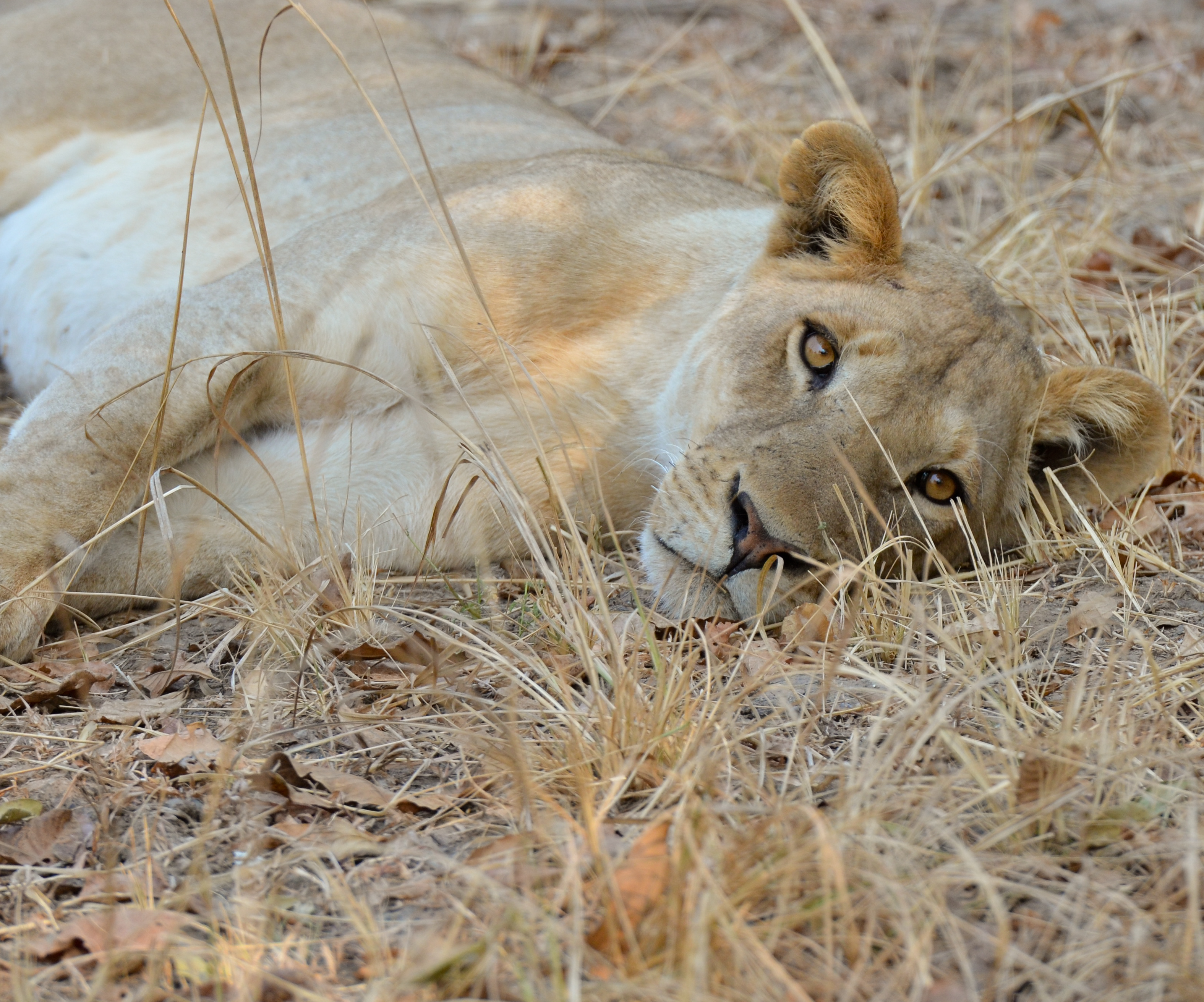 Lion in South Luangwa National Park