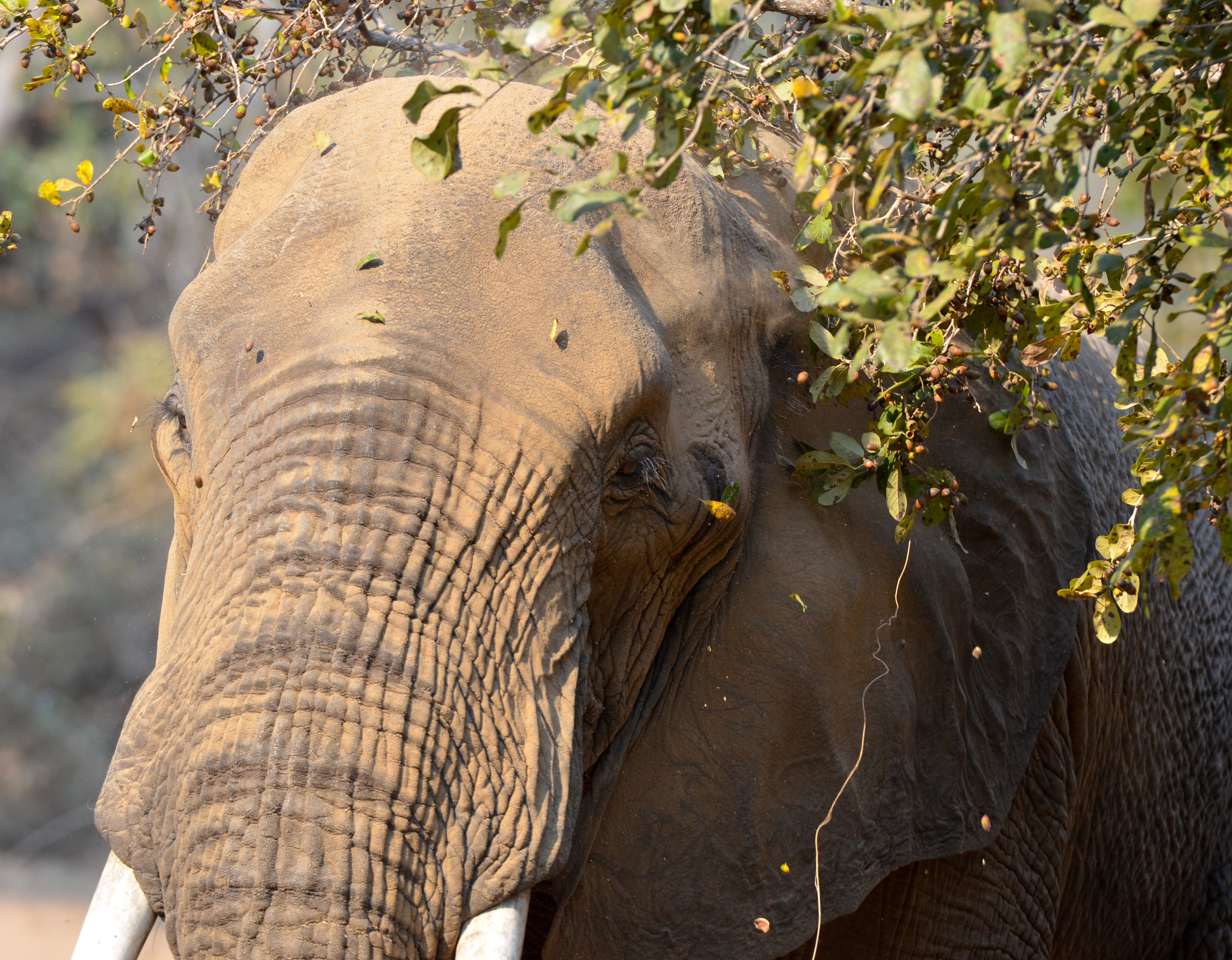 Elephant in South Luangwa National Park