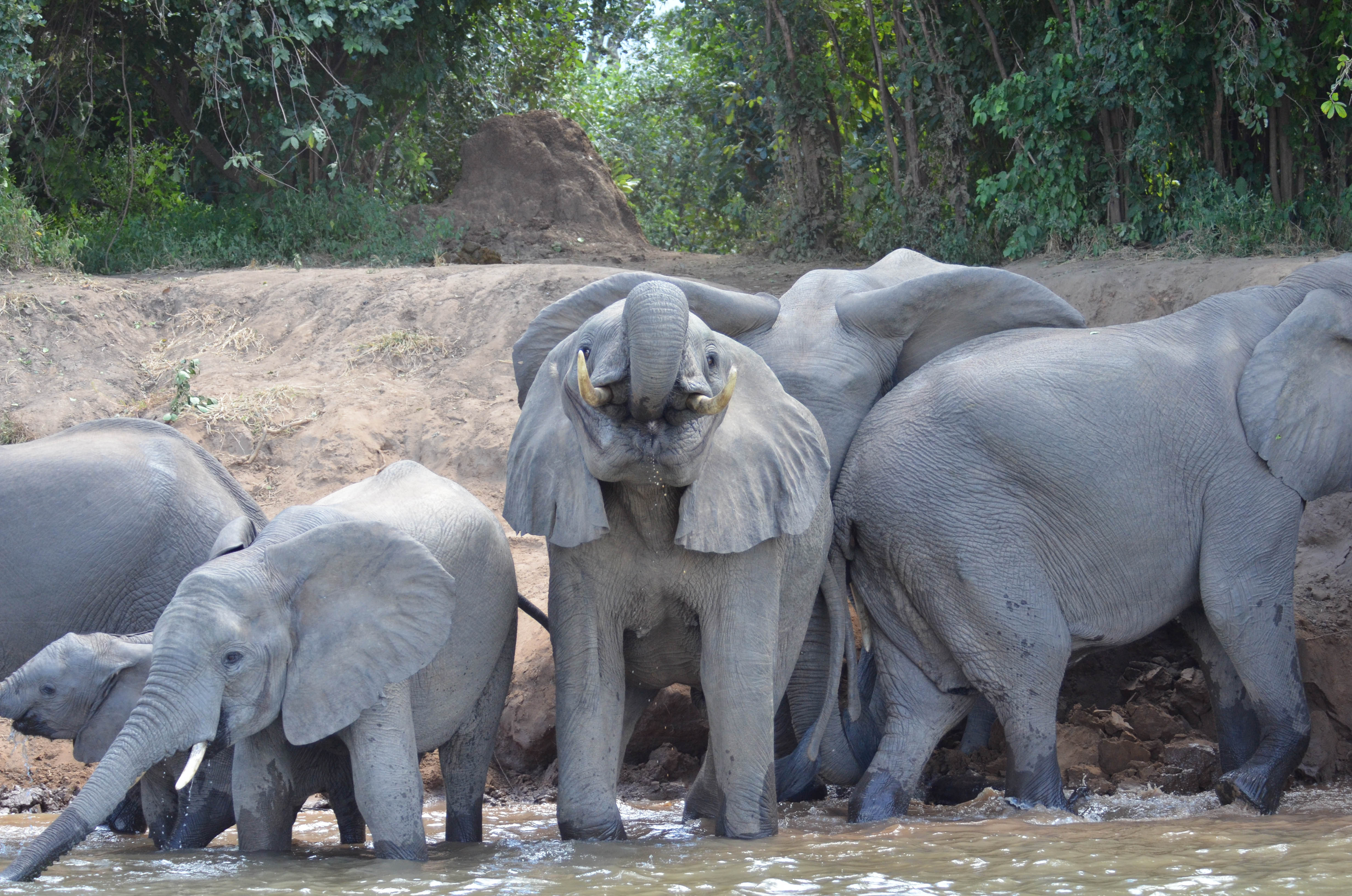 Lower Zambezi Elephants