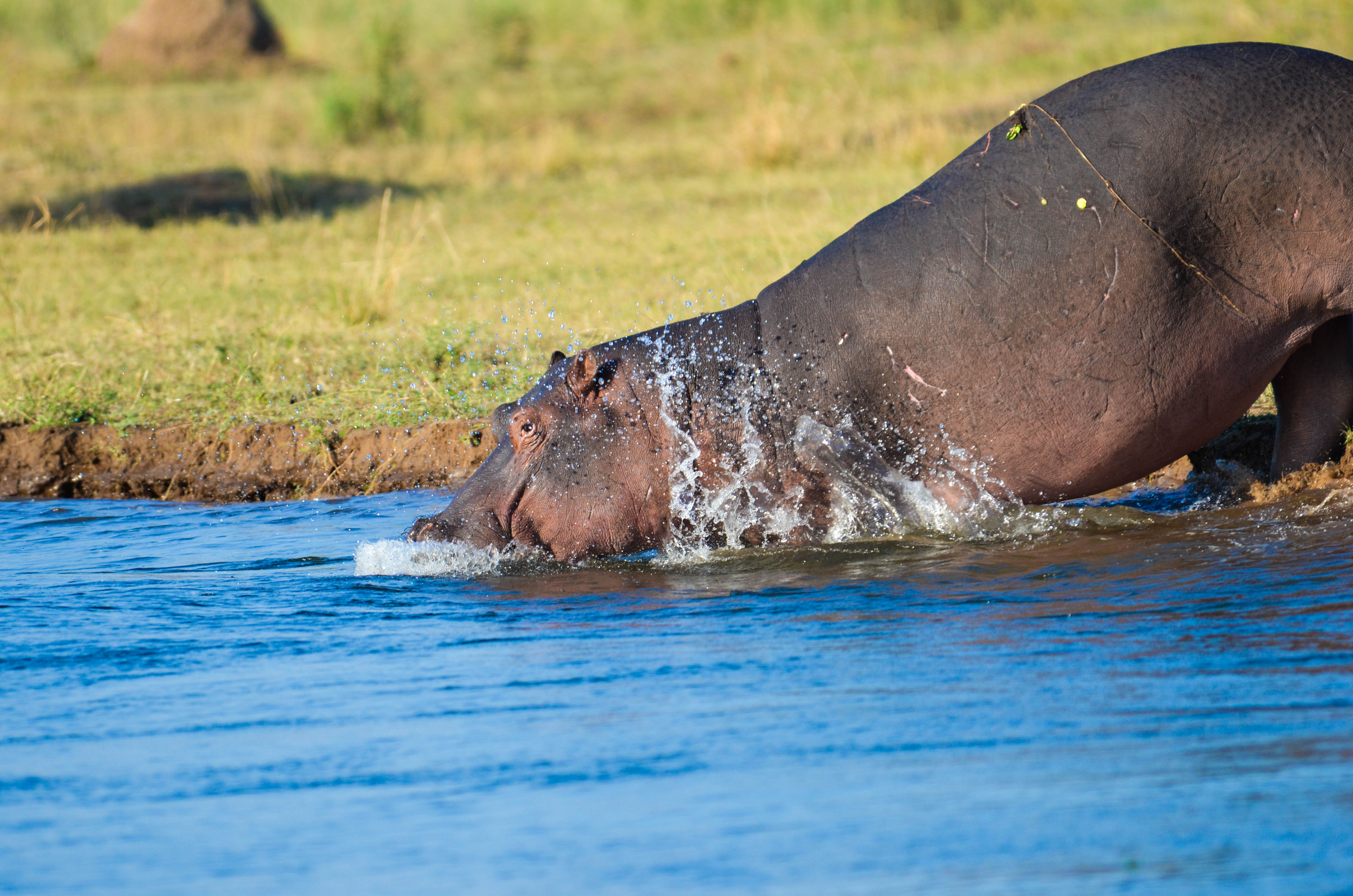 A Hippo getting back into the River