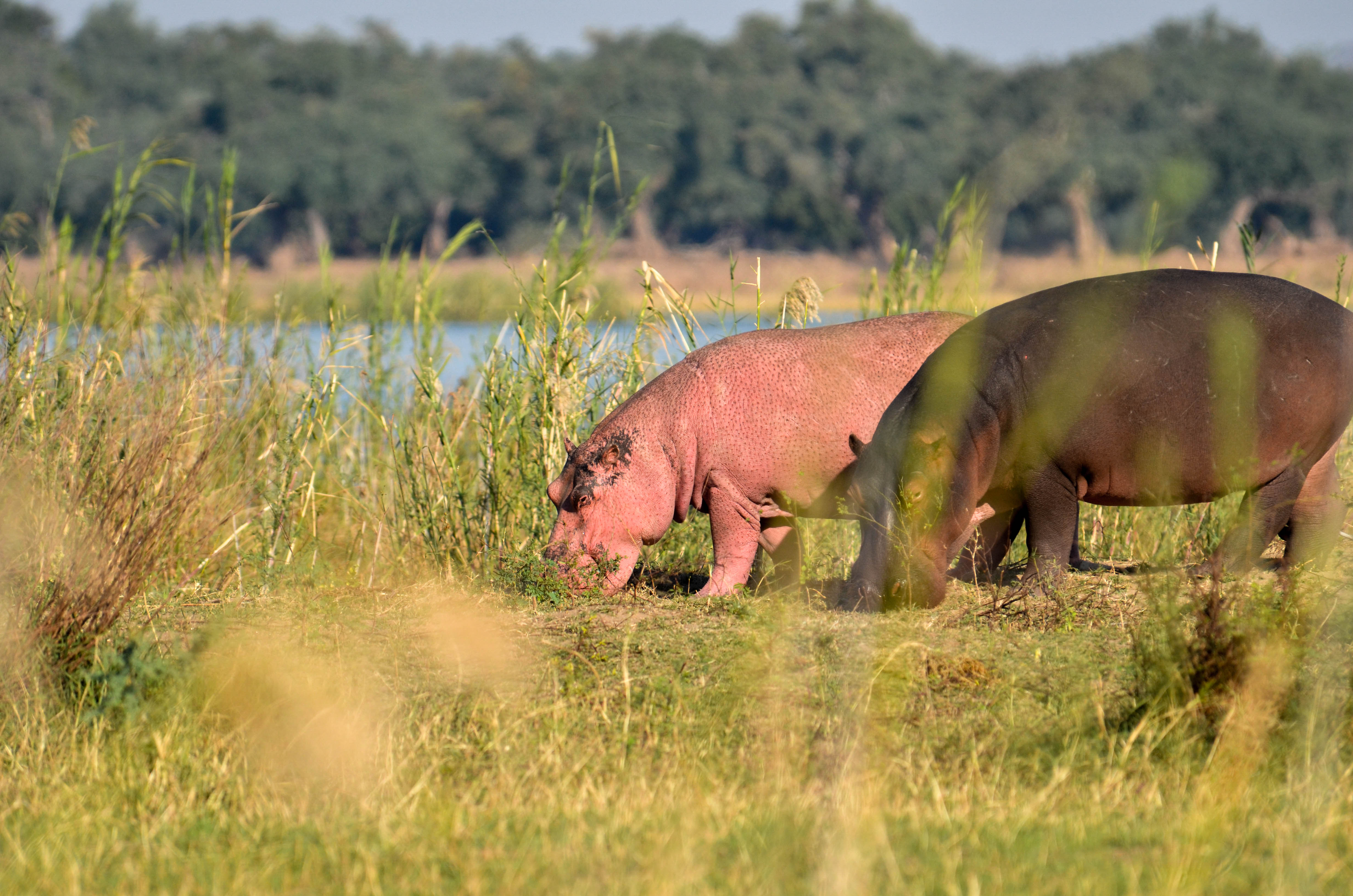 Hippos in Lower Zambezi National Park